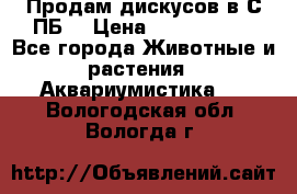 Продам дискусов в С-ПБ. › Цена ­ 3500-4500 - Все города Животные и растения » Аквариумистика   . Вологодская обл.,Вологда г.